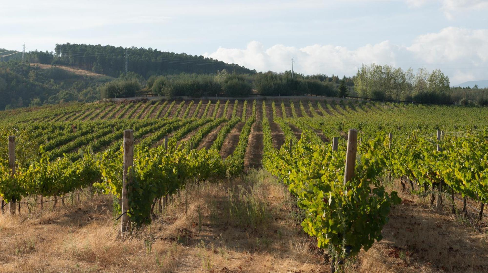 Vila Tranca Da Barriga - Casa Do Vinho By Quinta De Sao Tiago Covilhã Exteriér fotografie